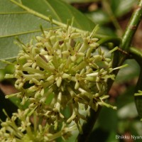 Uncaria elliptica R.Br. ex G.Don